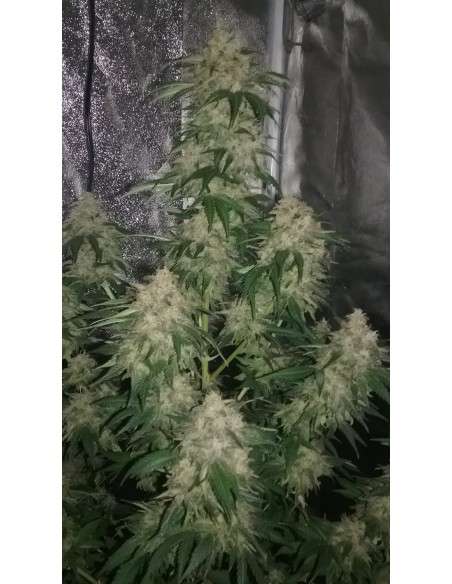 Gorilla Glue - 2