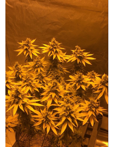 Gorilla Glue - 3