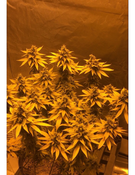 Gorilla Glue - 3