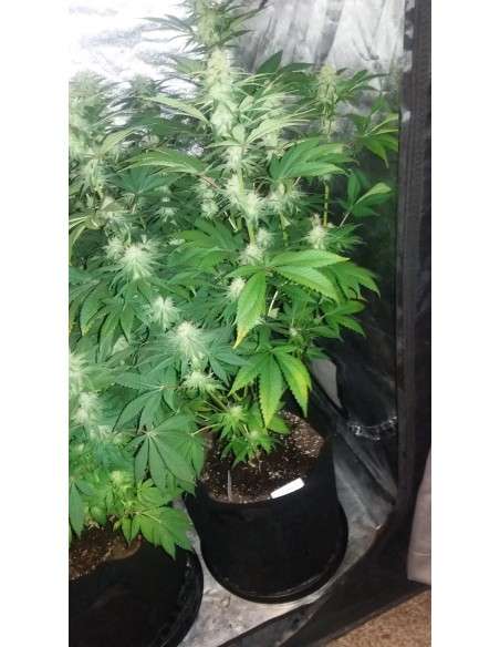 Gorilla Glue - 4