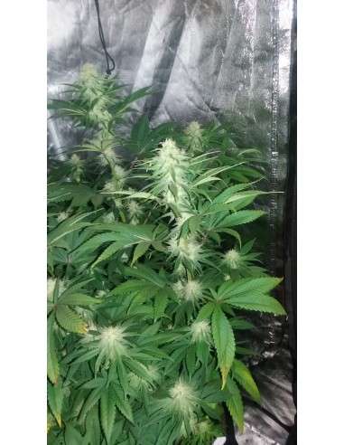 Gorilla Glue - 5