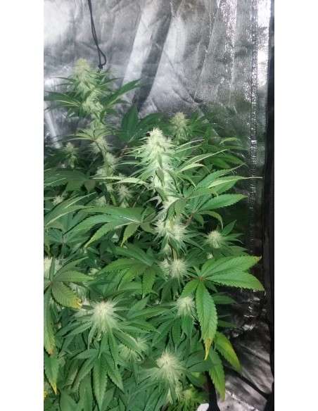 Gorilla Glue - 5