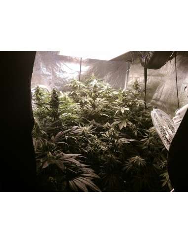 Gorilla Glue - 6