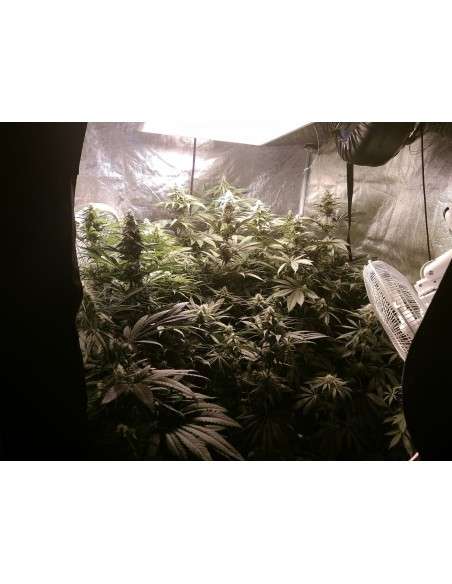 Gorilla Glue - 6