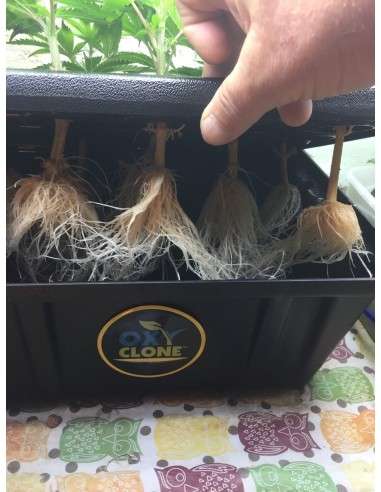 Gorilla Glue - 7