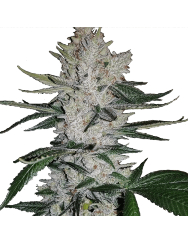 Gorilla Glue - 8