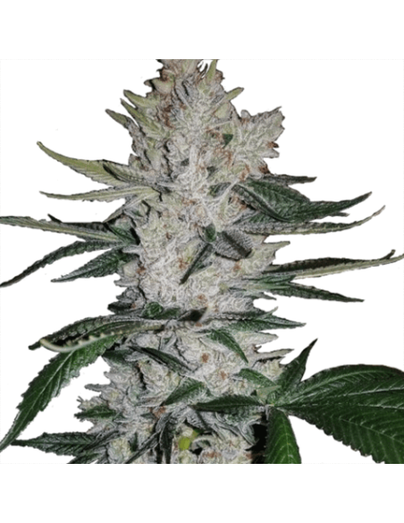 Gorilla Glue - 8