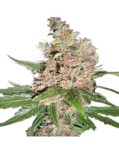 Blue Dream - 1