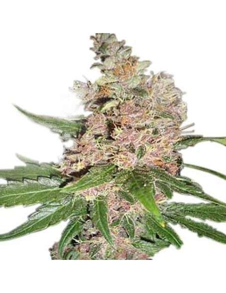 Blue Dream - 1