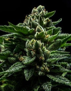 RIPPER SEEDS - DO-G - 1 2