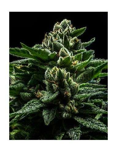 RIPPER SEEDS - DO-G - 2