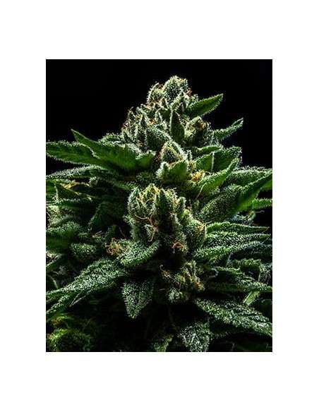 RIPPER SEEDS - DO-G - 2