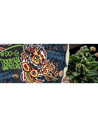 RIPPER SEEDS - DO-G - 3