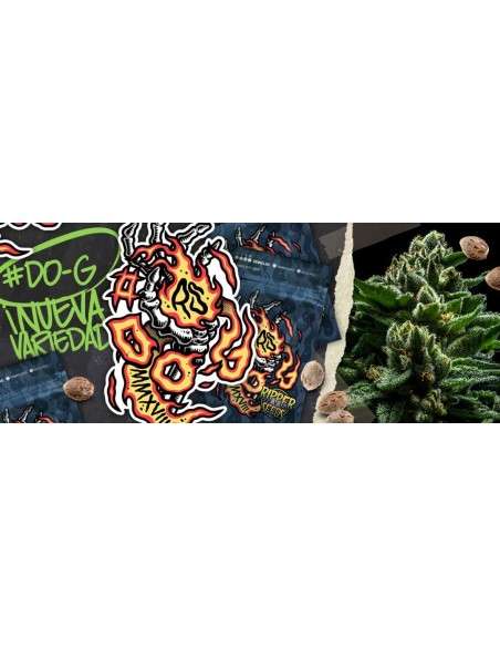RIPPER SEEDS - DO-G - 3