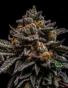 RIPPER SEEDS - Brain Cake - 1 2