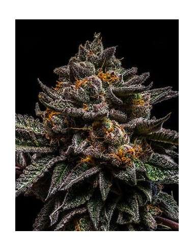 RIPPER SEEDS - Brain Cake - 2