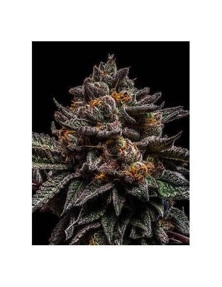 RIPPER SEEDS - Brain Cake - 2
