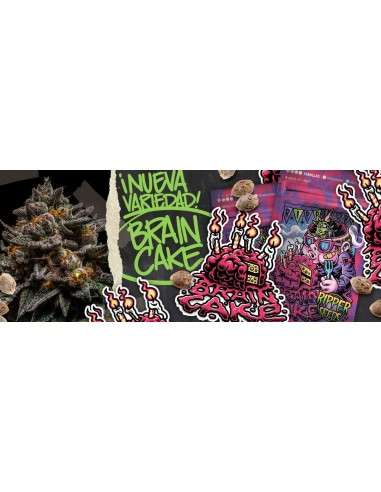 RIPPER SEEDS - Brain Cake - 3