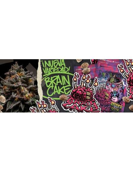 RIPPER SEEDS - Brain Cake - 3