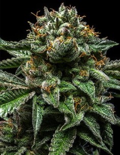 RIPPER SEEDS - Chempie - 1 2