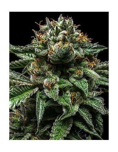 RIPPER SEEDS - Chempie - 2