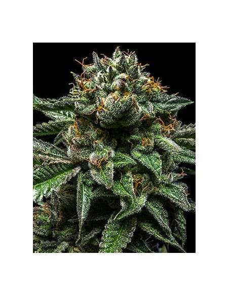 RIPPER SEEDS - Chempie - 2
