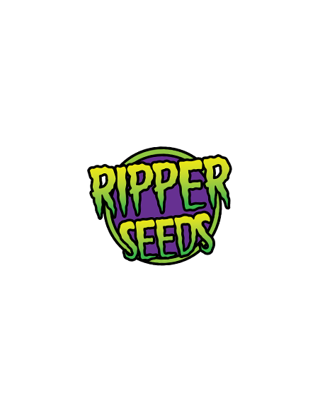 RIPPER SEEDS - Chempie - 4