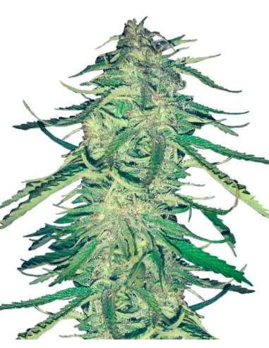 Easy Sativa - 1