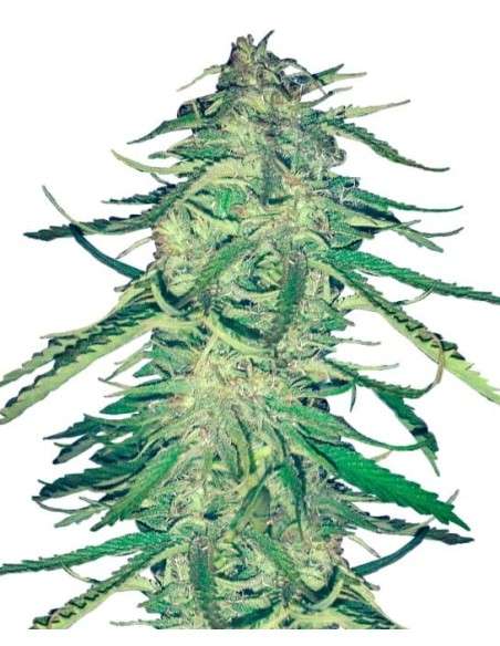 Easy Sativa - 1