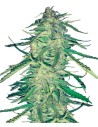 Easy Sativa - 1