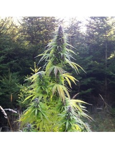 Easy Sativa - 1 2
