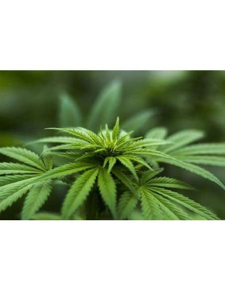 Easy Sativa - 3