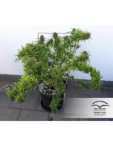 DUTCH PASSION - Durban Poison - 6