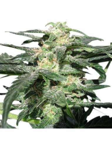 ROYAL QUEEN SEEDS - Royal Haze Automatic - 4