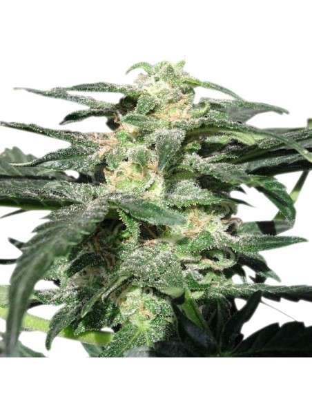 ROYAL QUEEN SEEDS - Royal Haze Automatic - 4