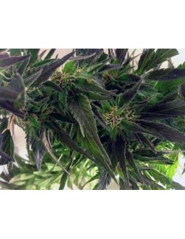 Easy Sativa - 4