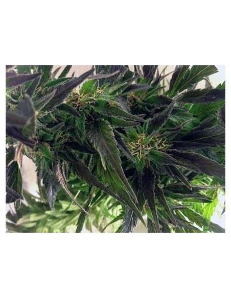 Easy Sativa - 4