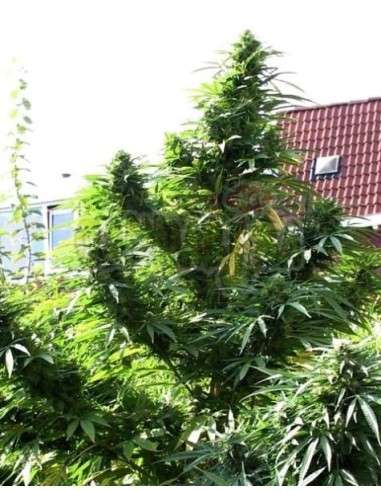 Easy Sativa - 5
