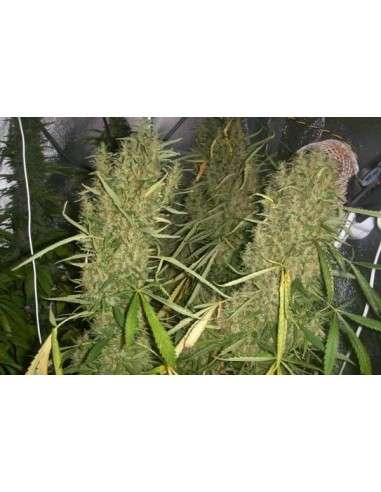 Easy Sativa - 6