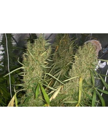 Easy Sativa - 6
