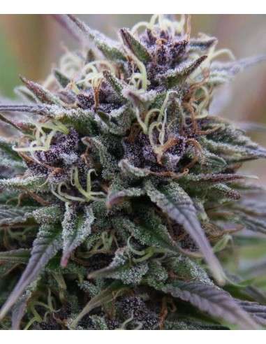 Purple Haze - 1