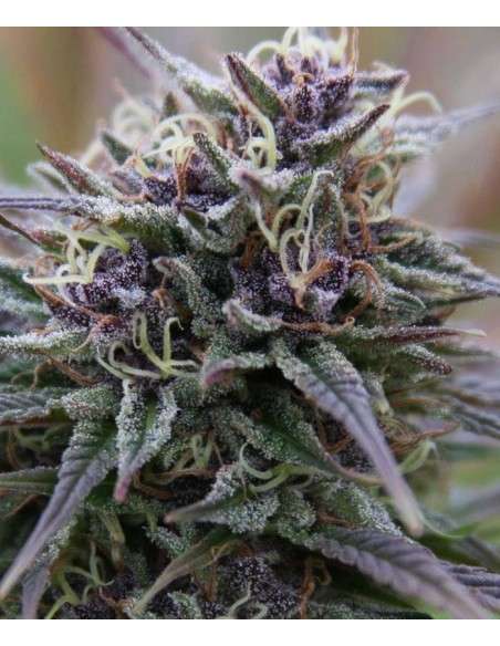 Purple Haze - 1