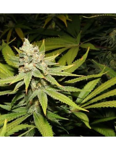 Purple Haze - 2