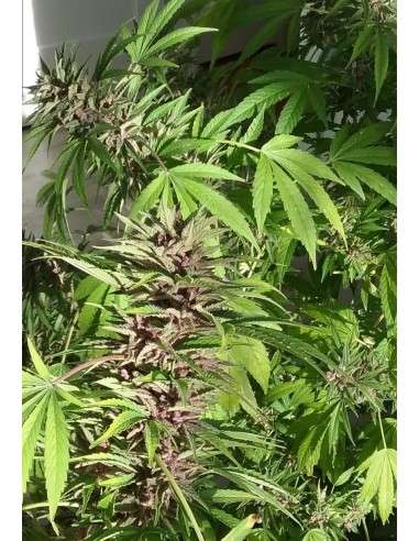 Purple Haze - 4