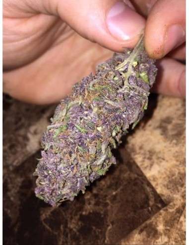 Purple Haze - 5