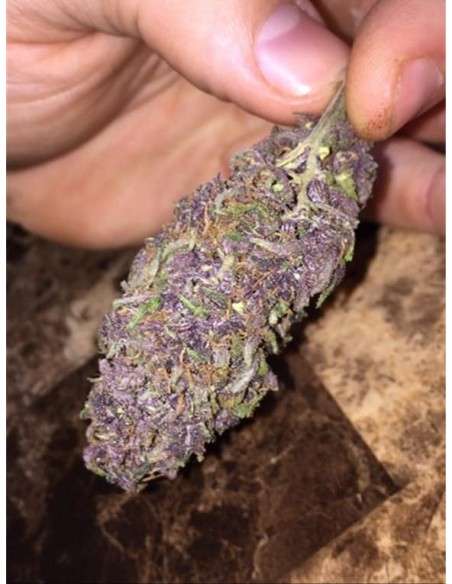 Purple Haze - 5