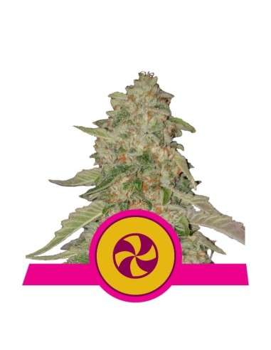 ROYAL QUEEN SEEDS - Sweet Zkittlez - 1