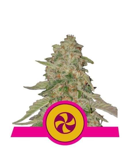 ROYAL QUEEN SEEDS - Sweet Zkittlez - 1