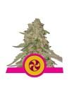 ROYAL QUEEN SEEDS - Sweet Zkittlez - 1