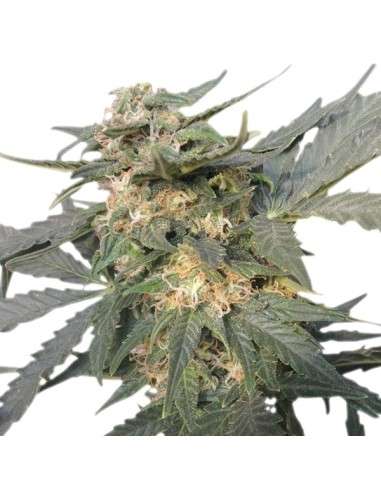 ROYAL QUEEN SEEDS - Royal Haze Automatic - 5